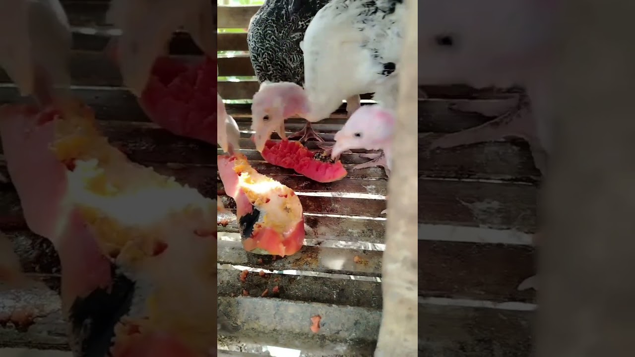 Dami gawain kapag may mga alaga tayu#backyardfarming#kambing#pabu#chicken#farmlife 