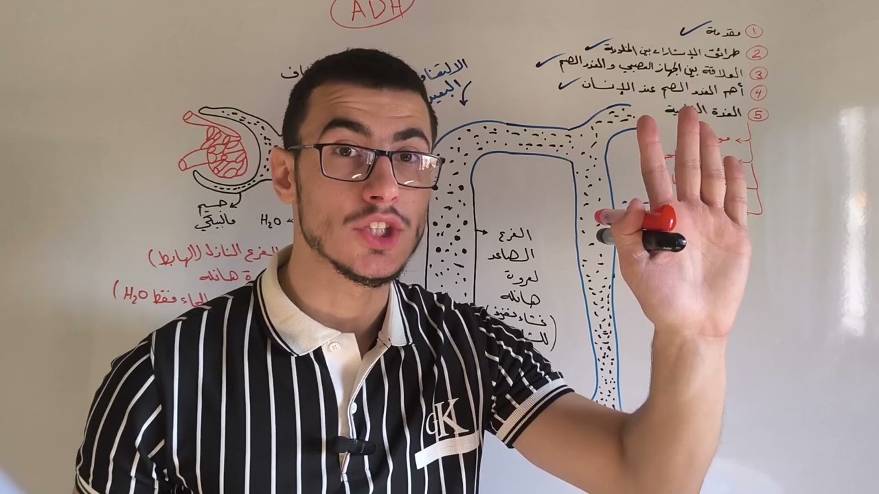 شرح نكشة من الدرس الأول هرمونات (رسمة الأنبوب البولي)