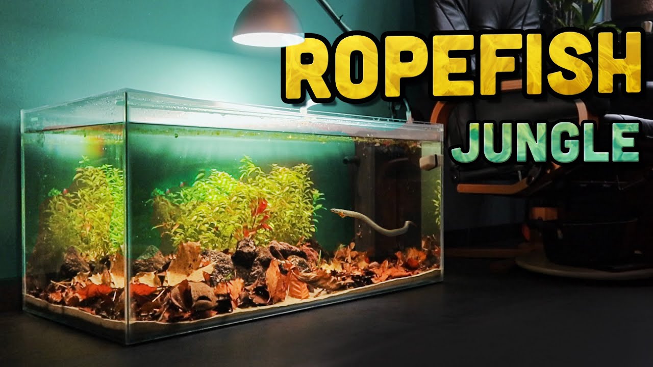 Creating an UNDERWATER JUNGLE for my Ropefish!