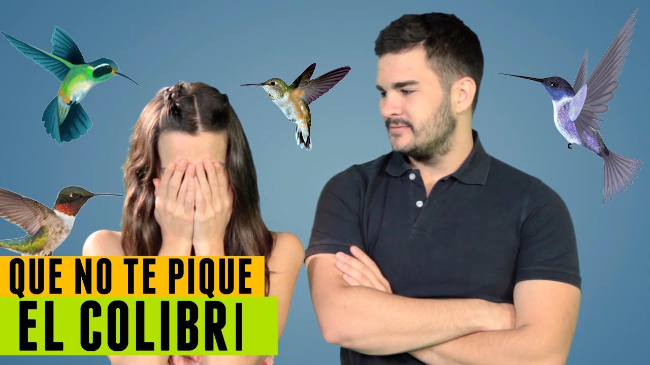 Colibríes Hiperactivos | BESTIARIO