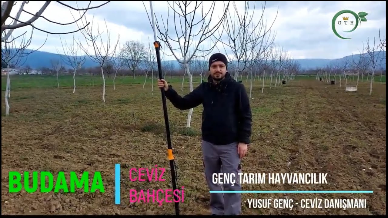 Chandler Ceviz Bahçesinde Budama ,Gelişim ve Değerlendirme Örnekleri