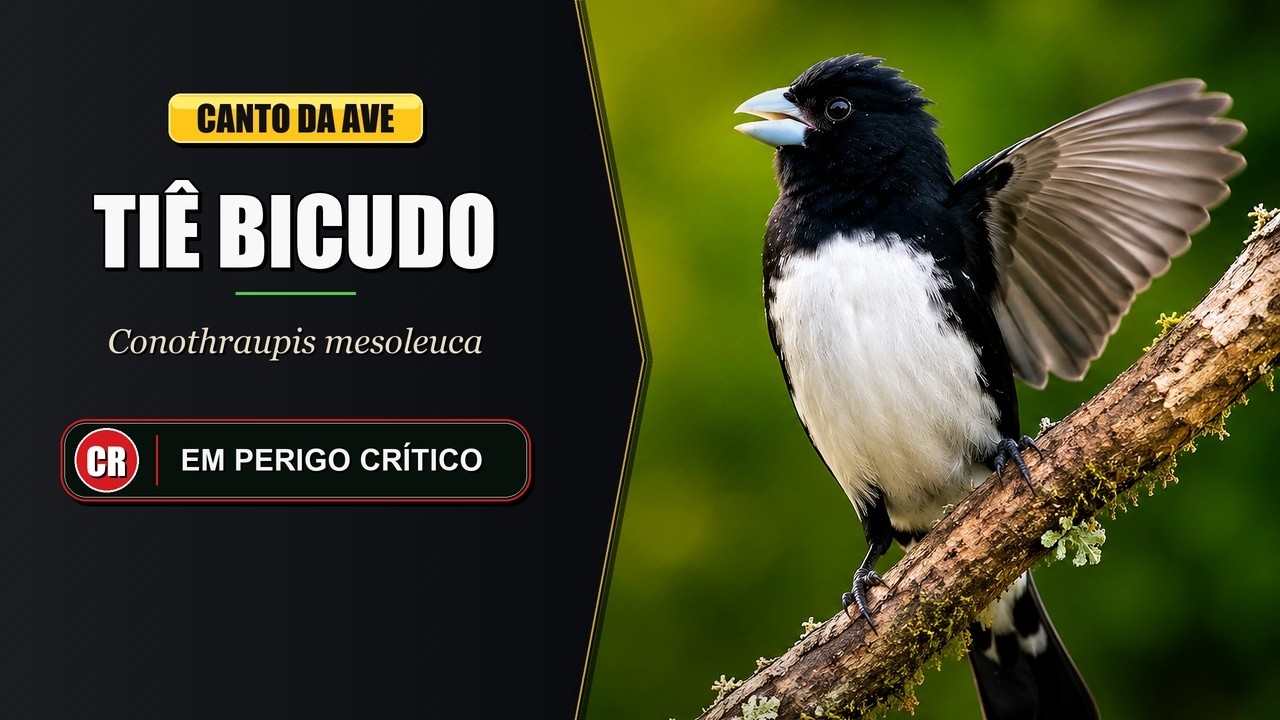 Canto do Ti&ecirc; Bicudo | Cone-billed Tanager | Conothraupis Mesoleuca