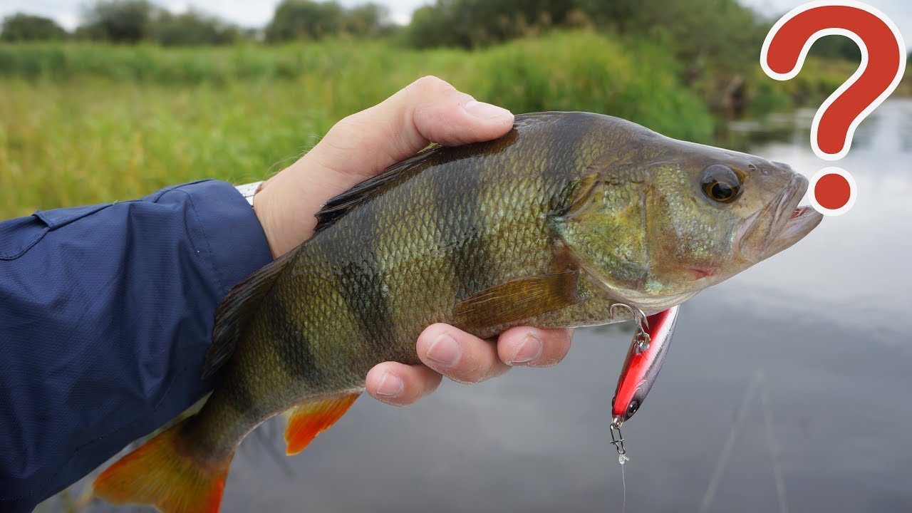 Сможет ли Daiwa Switch Hitter заинтересовать березинского жереха? Сплав по реке