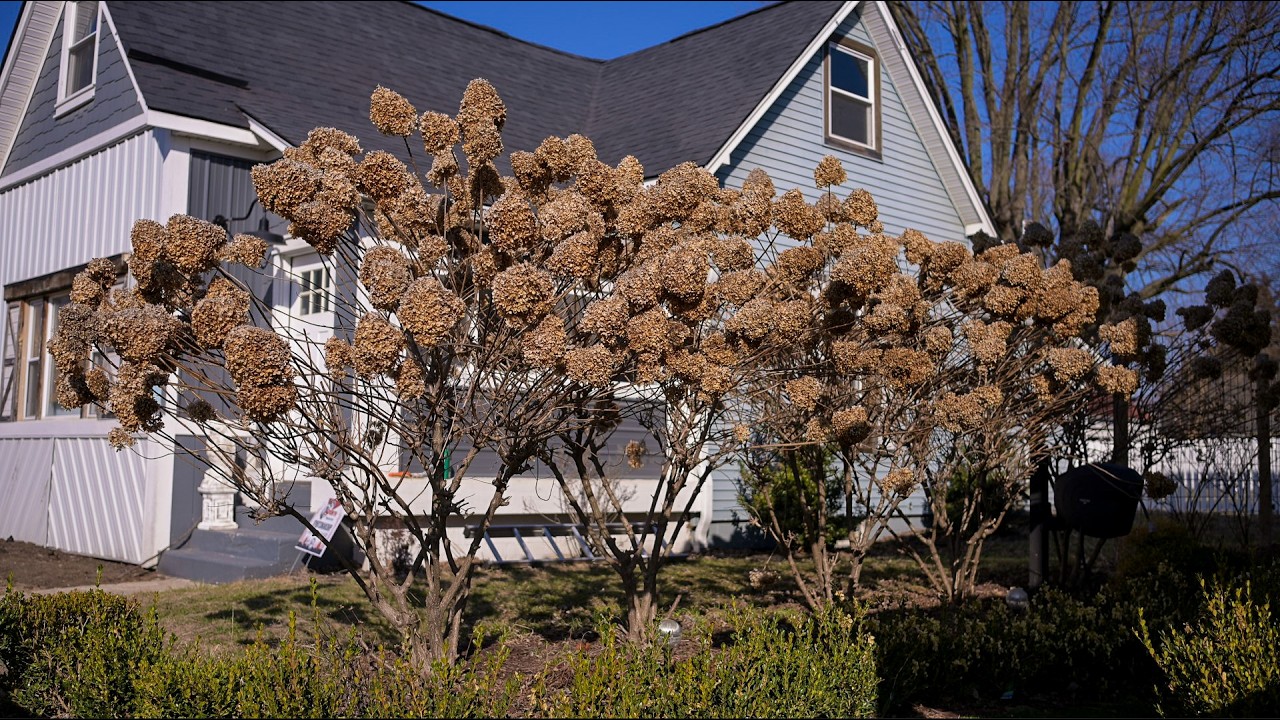 I am letting fake spring win, and I am loving it (Quick garden walk)