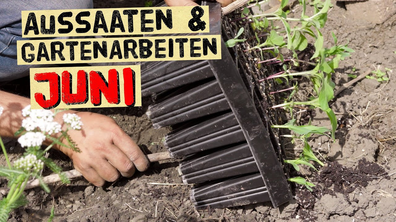 Was kann ich im Juni aussäen im Gemüsegarten. Arbeiten im Selbstversorgergarten, Lücken füllen
