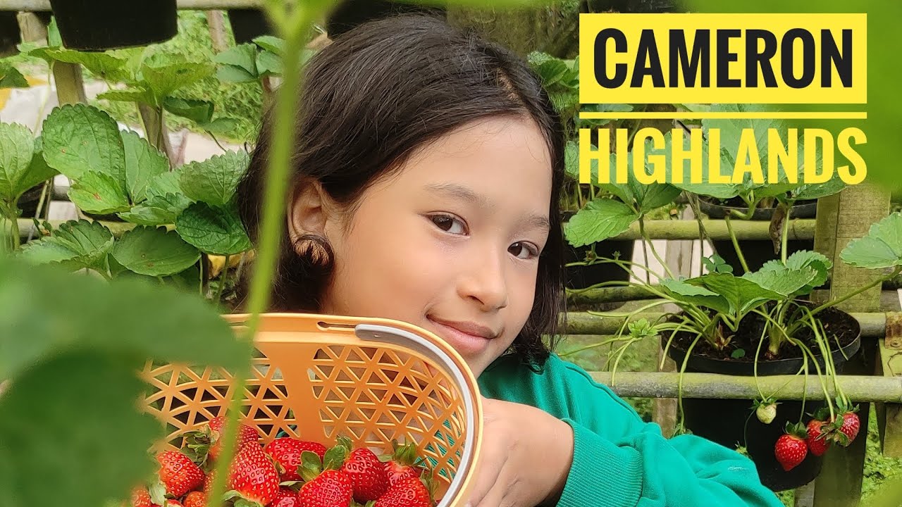 Cameron Highlands | Nova Highlands Resort & Residence | Short Vacation
