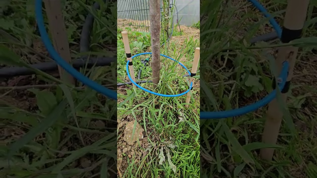 cloque du p&ecirc;cher,  circuit oscillant lakhovsky
