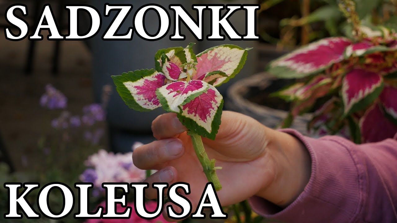 Jak rozmnażać KOLEUSA / Sadzonki Koleusa / Pokrzywka brazylijska / MrsGarden