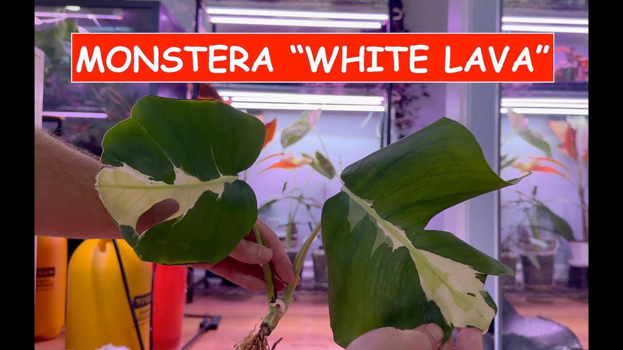 Monstera White Lava UNBOXING