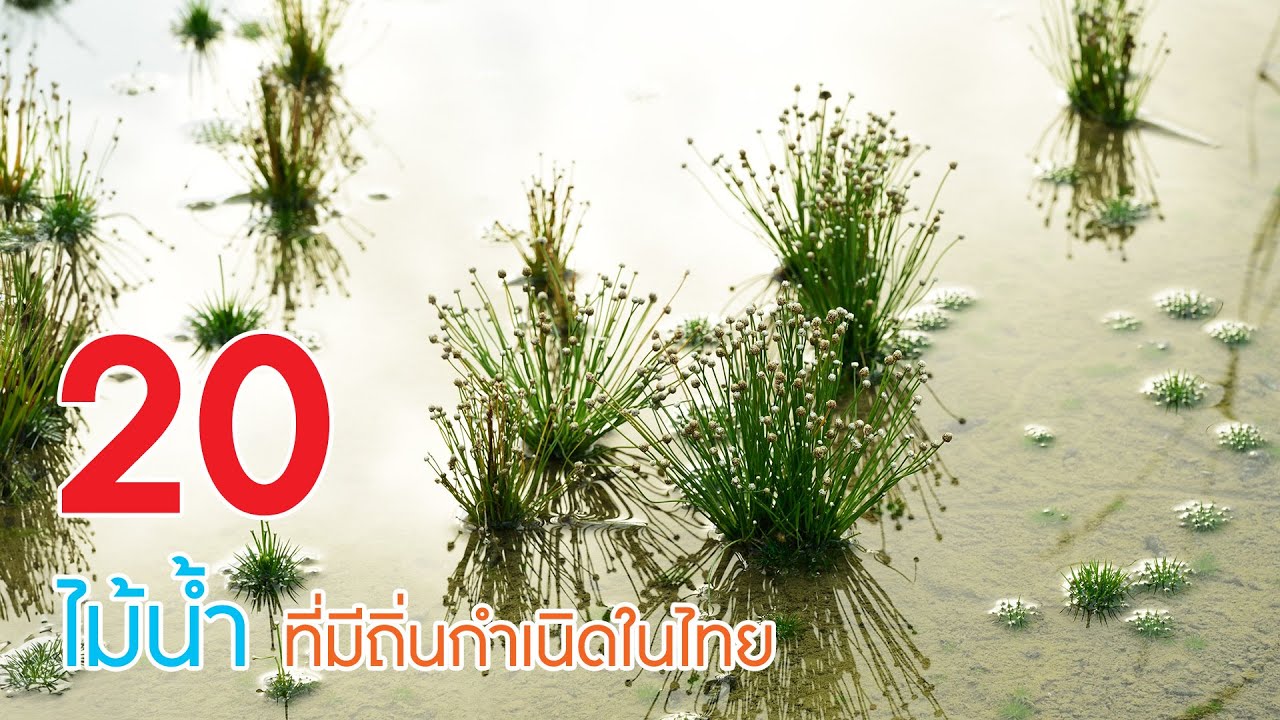 20 พรรณไม้น้ำ (ในตู้ปลา) ที่กำเนิดในธรรมชาติประเทศไทย
