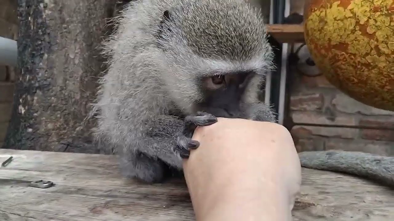 Empty Your Mind! ASMR Baby Monkey Lollipop Grooming Complete Mental Relaxation! A Zen Experience