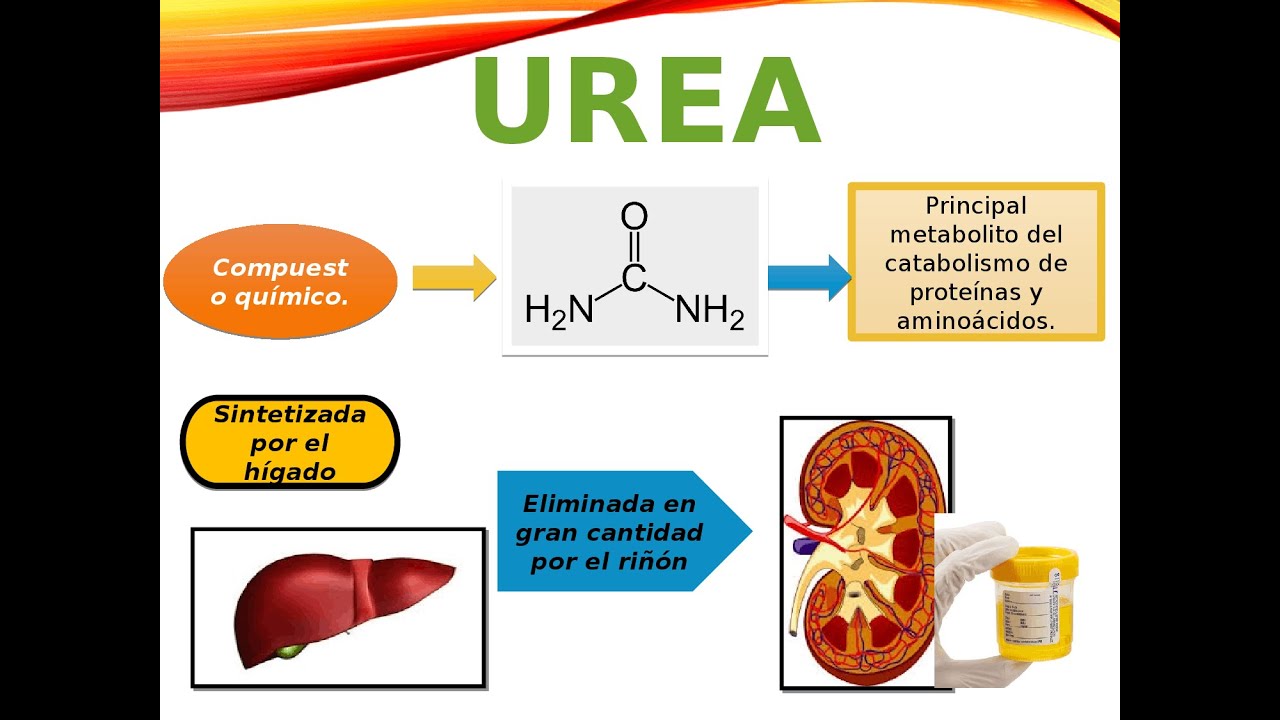 S&iacute;ntesis de Urea en Inanici&oacute;n