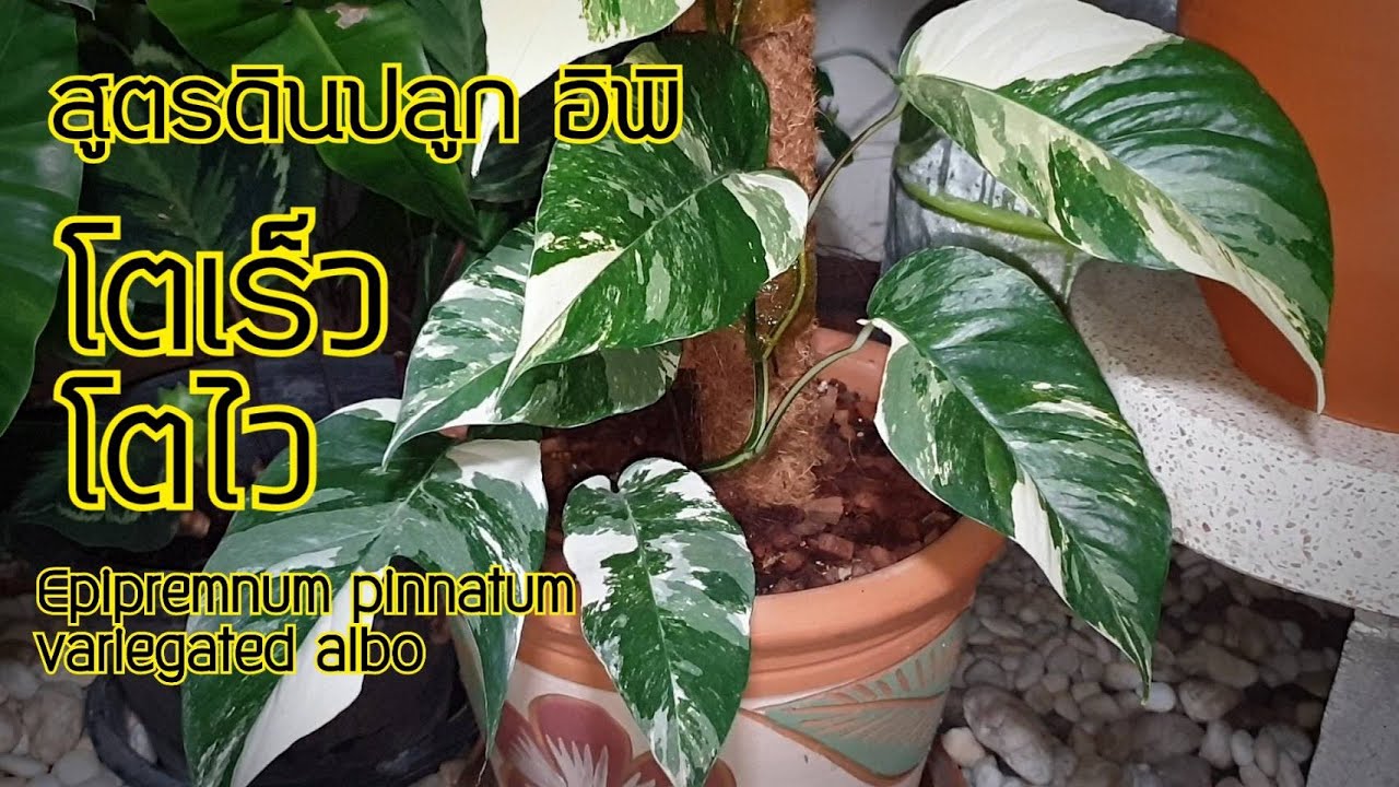 อิพิ สูตรดินปลูก โตเร็ว แตกยอดไว Epipremnum pinnatum variegated albo : หลงไม้ใบ EP.37