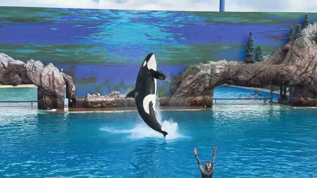 Orca Encounter (FULL SHOW) SeaWorld San Diego 4K (12-17-23)