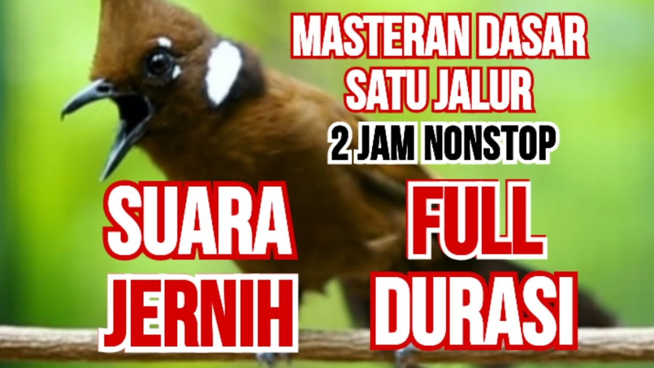Cililin gacor panjang suara jernih - Mudah Masuk‼️