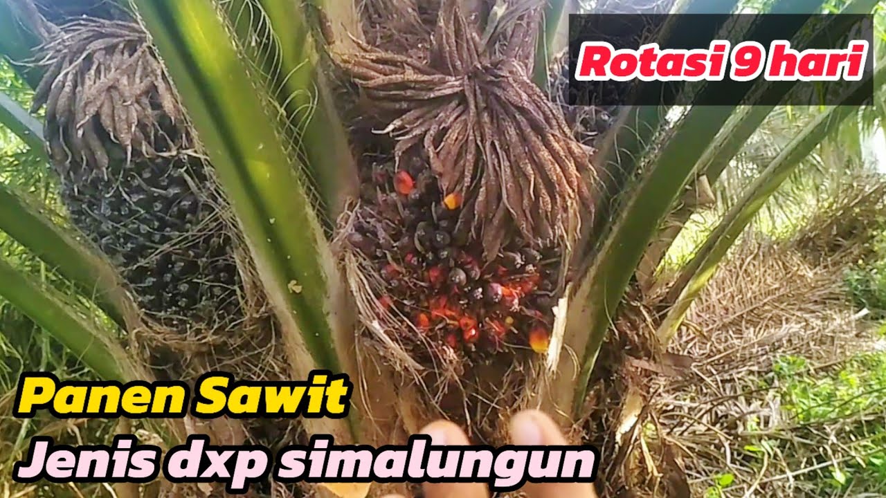 Sawit ppks simalungun dikawasan plasma panen pokok rendah sawit unggul ppks simalungun rotasi 9 hari