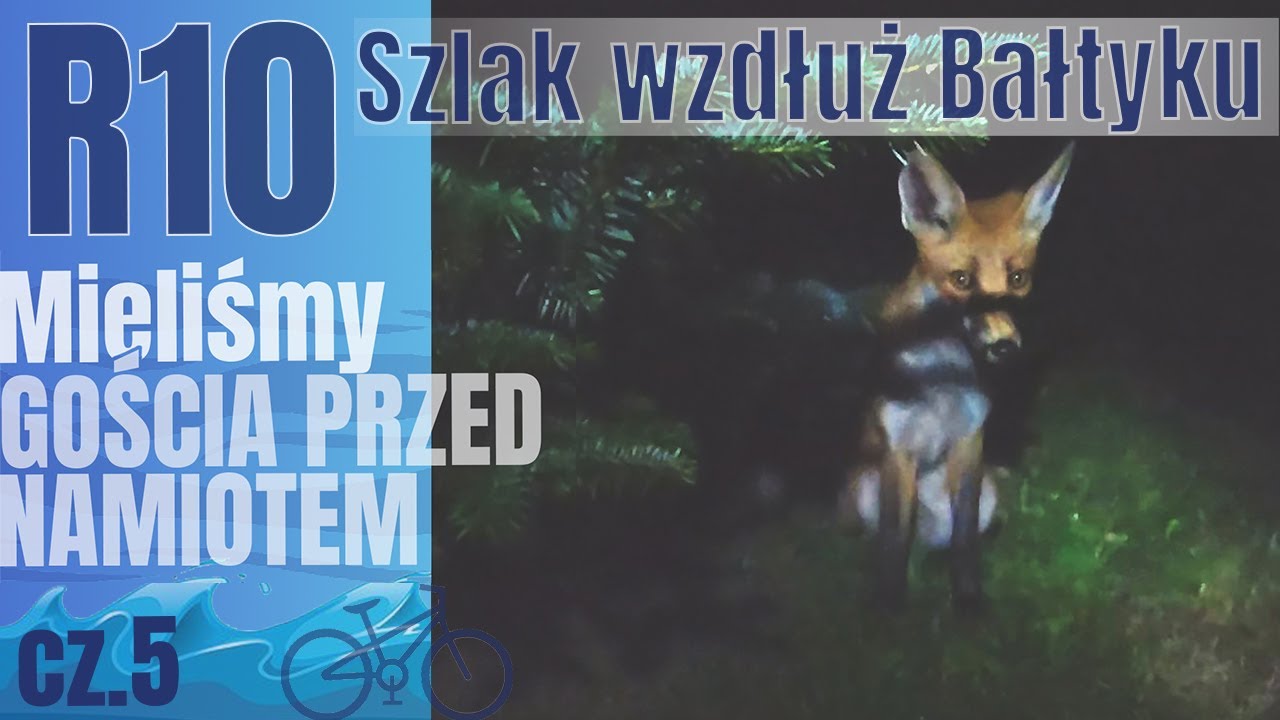 🚴 R10 szlak rowerowy | Kluki | Dzikie zwierzę przed namiotem - dzień 5/10 - na Około