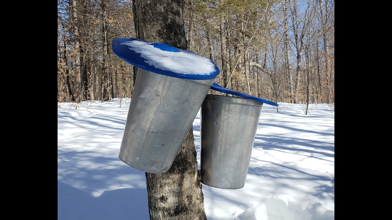 Maple tree tapping time