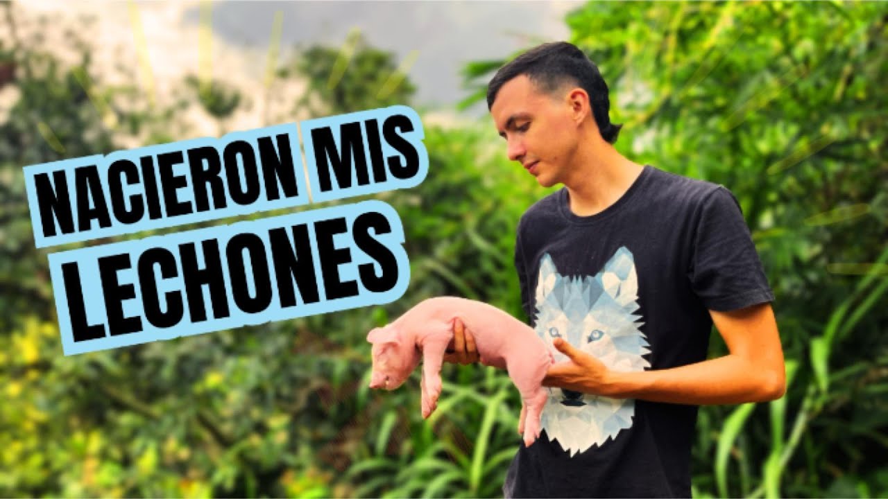 LECHONES recién nacidos tomando leche (VLOG)
