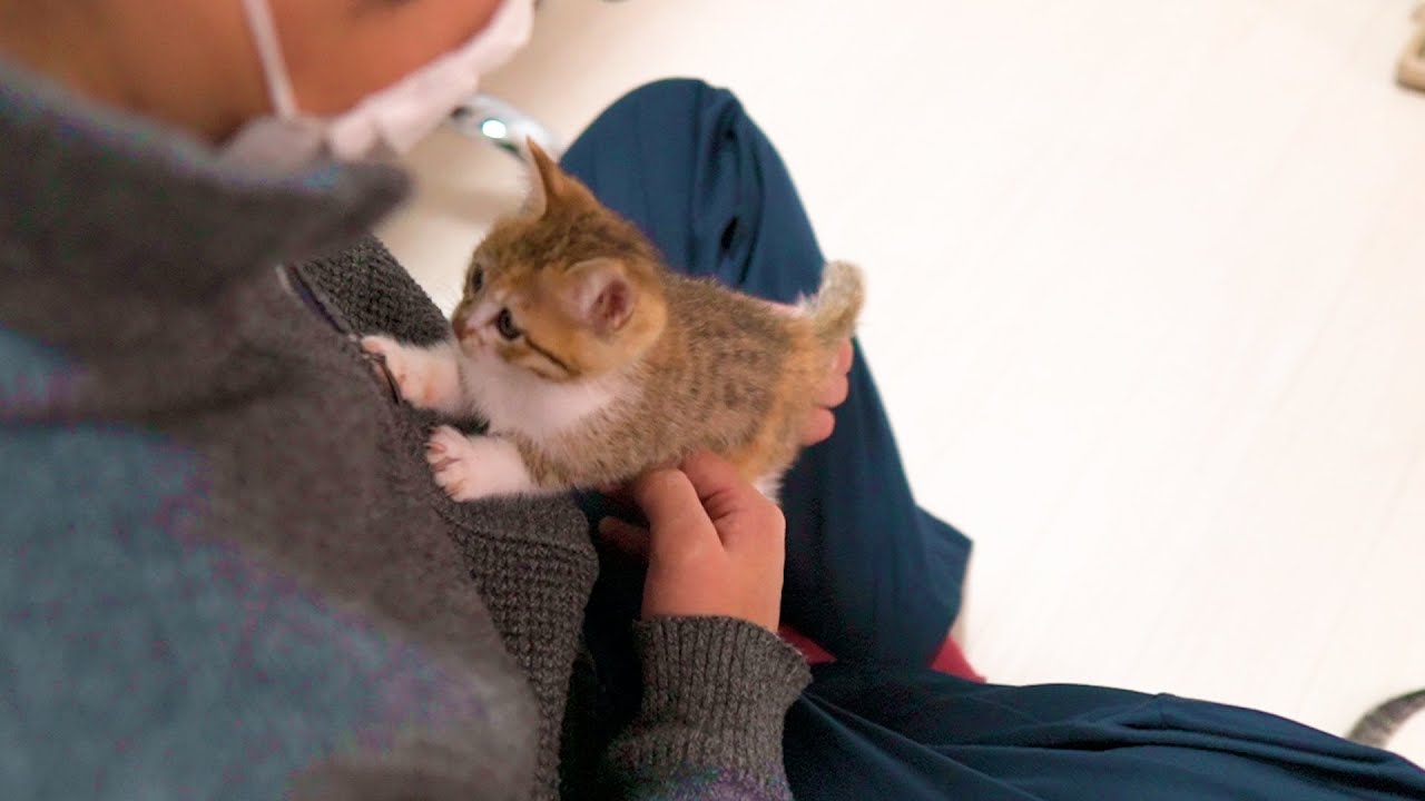 「やっと会えた！」ケージから出した途端パパに甘える子猫姉妹がかわいい