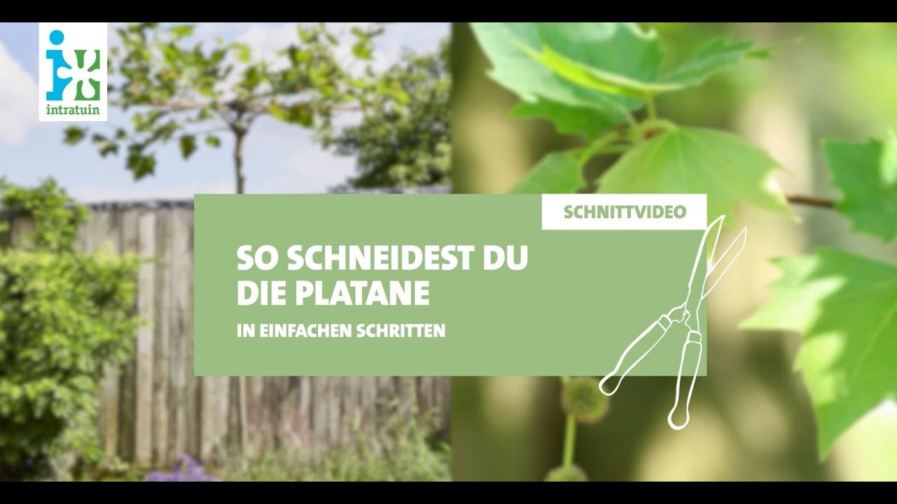 Intratuin - Platane schneiden