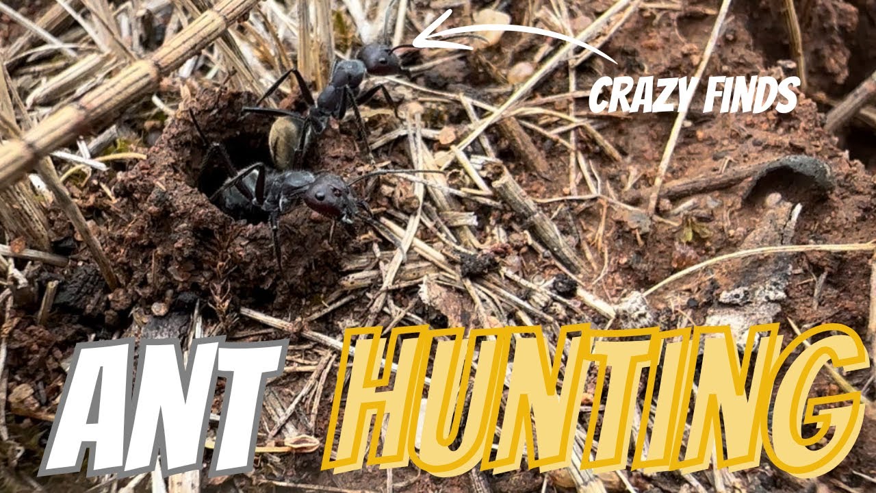 Ant Hunting in My Backyard: You Won&rsquo;t Believe what I Caught!