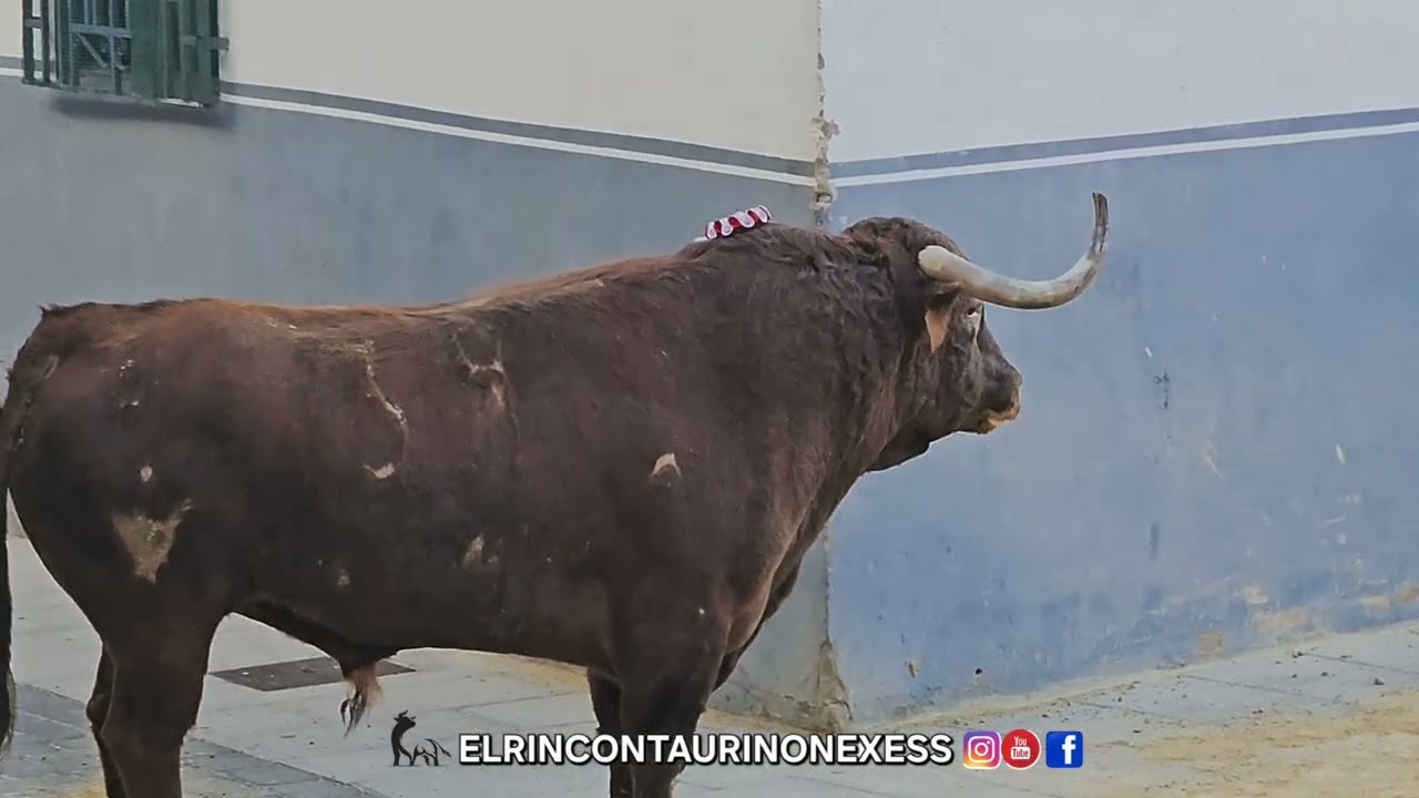 Salida segundo toro cerril en benavites 31 enero de 2026
