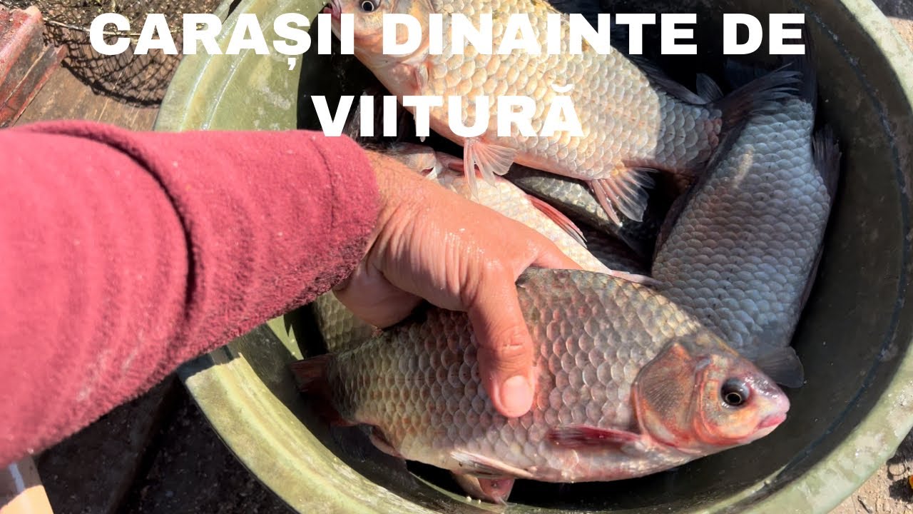 Pescuit la CARAS pe DUNĂRE înainte să vină viitura!!!