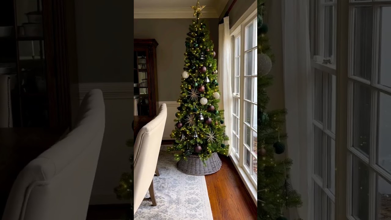 Check out this lovely King Douglas Fir Slim - King of Christmas #shorts