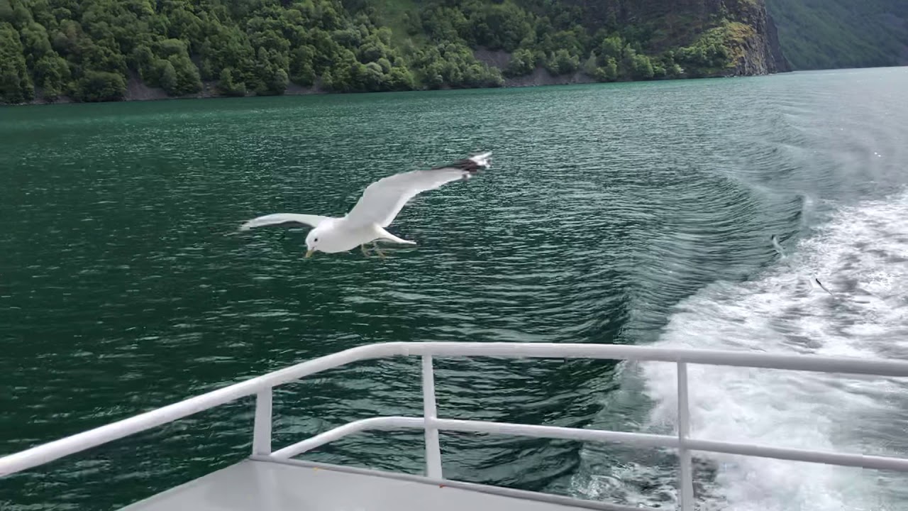 Seagulls at Sognefjord, Norway 🇳🇴 | Fjord Cruise