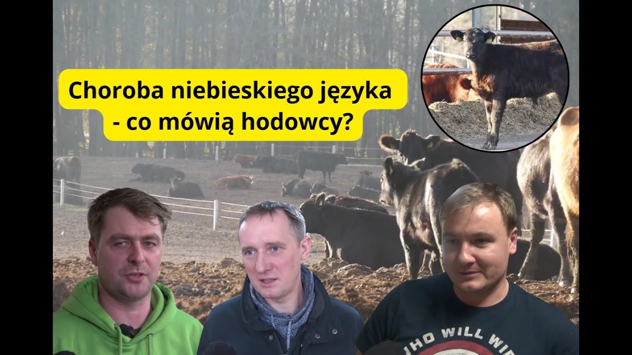 ASF i choroba niebieskiego języka na Opolszczyźnie. Jak radzą sobie hodowcy?