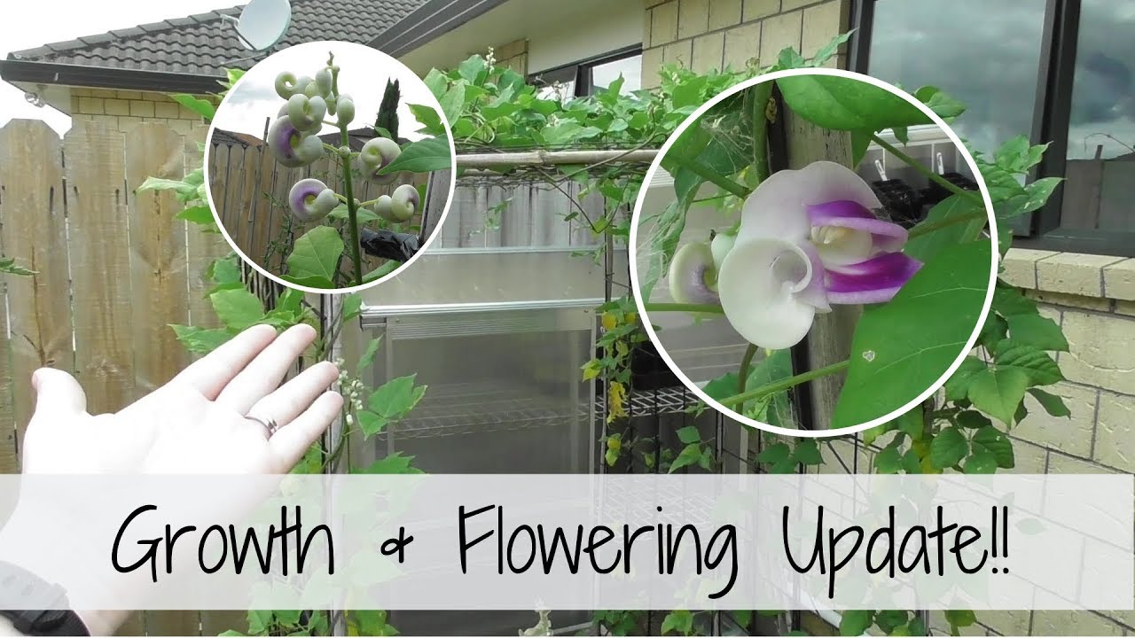 Growing Snail Vine | Growth & Flowering Update!!