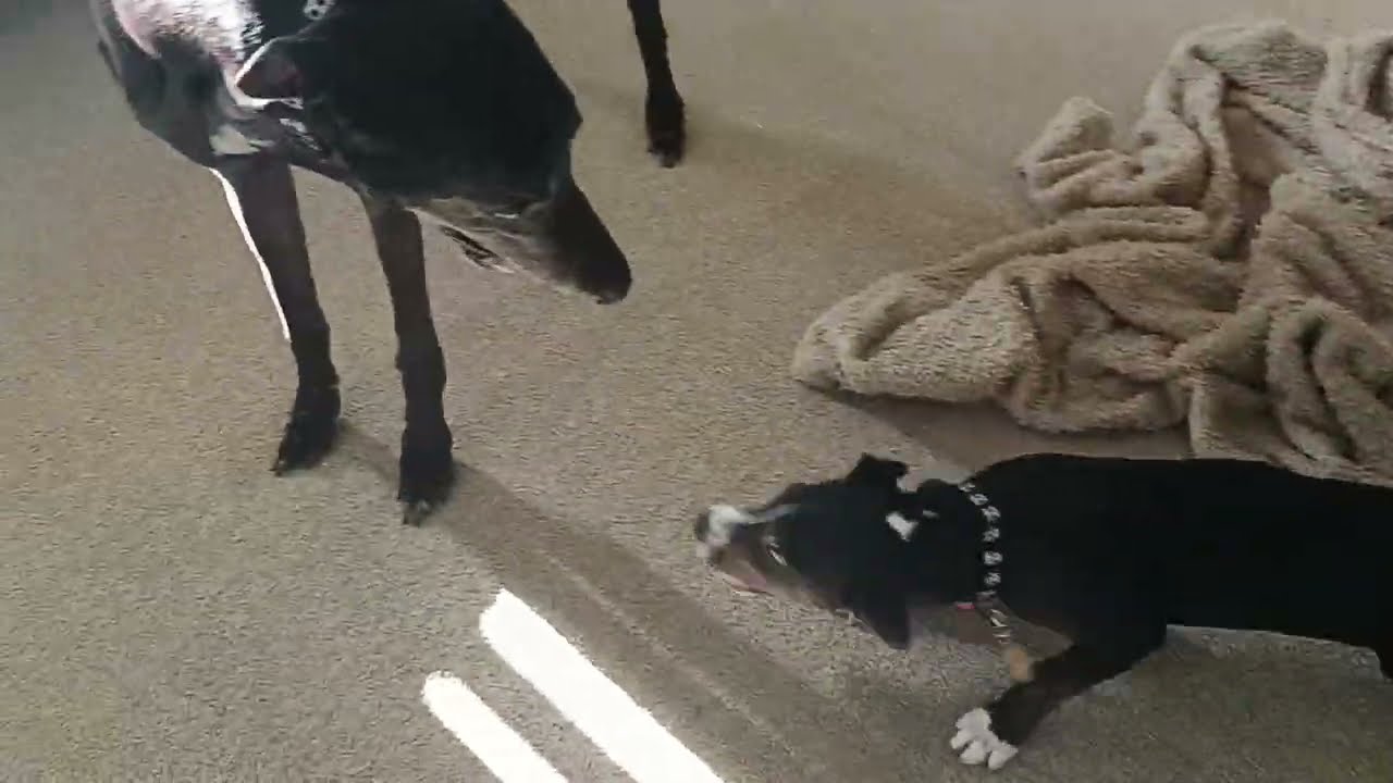 My chewy sister | C'est l'amour | Sisterhood