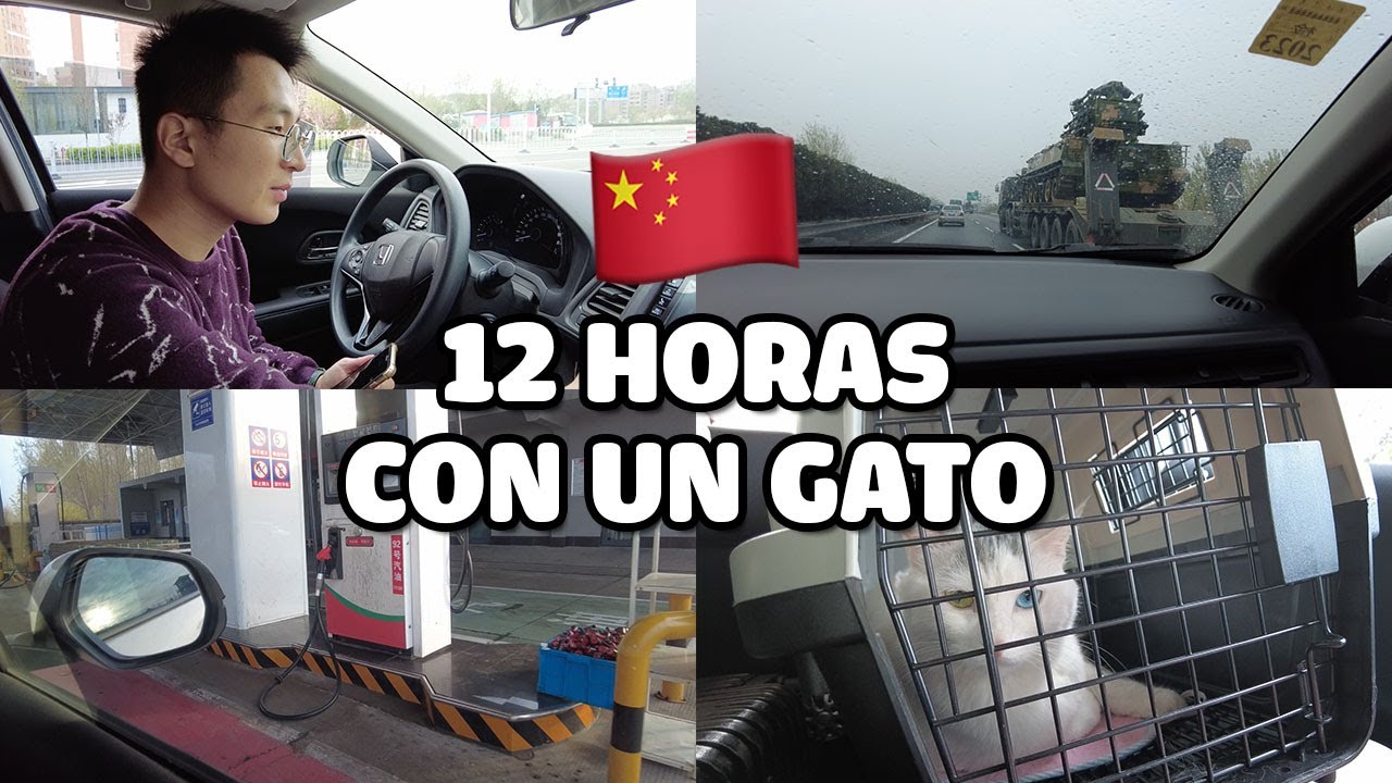 ASÍ ES CRUZAR CHINA EN CARRETERA CON UN GATO! MUDANZA DE TIANJIN A SHANGHAI