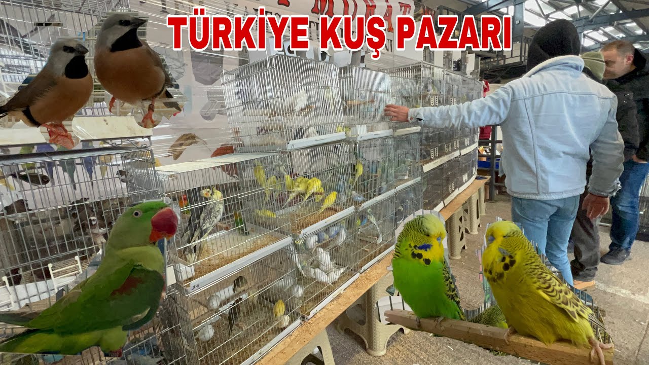 EGZOTİK HAYVANLAR PAZARI. PAPAĞAN KANARYA BÜLBÜL SAKA MUHABBET KUŞU