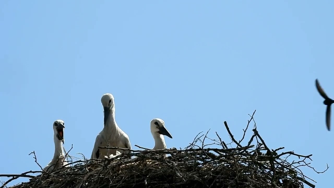 Storchentreffen Altlandsberg 28 06 2025