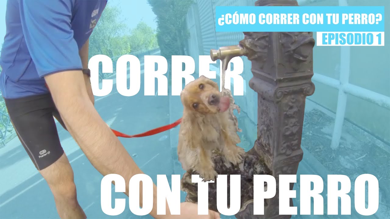C&oacute;mo correr con tu perro