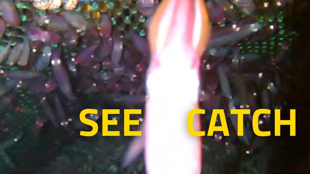 Catch Monitoring in Trawl Fisheries | CatchCam Underwater Camera for Trawl Monitoring