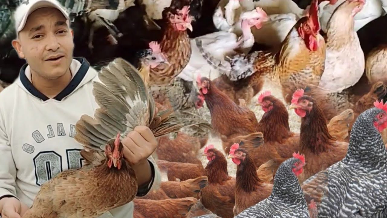 العلامات اللى بتظهر على الدجاج البياض لإنتاج البيض ازاى تعرف الفراخ بتبيض او عليها بيضه اوعلى وش بيض