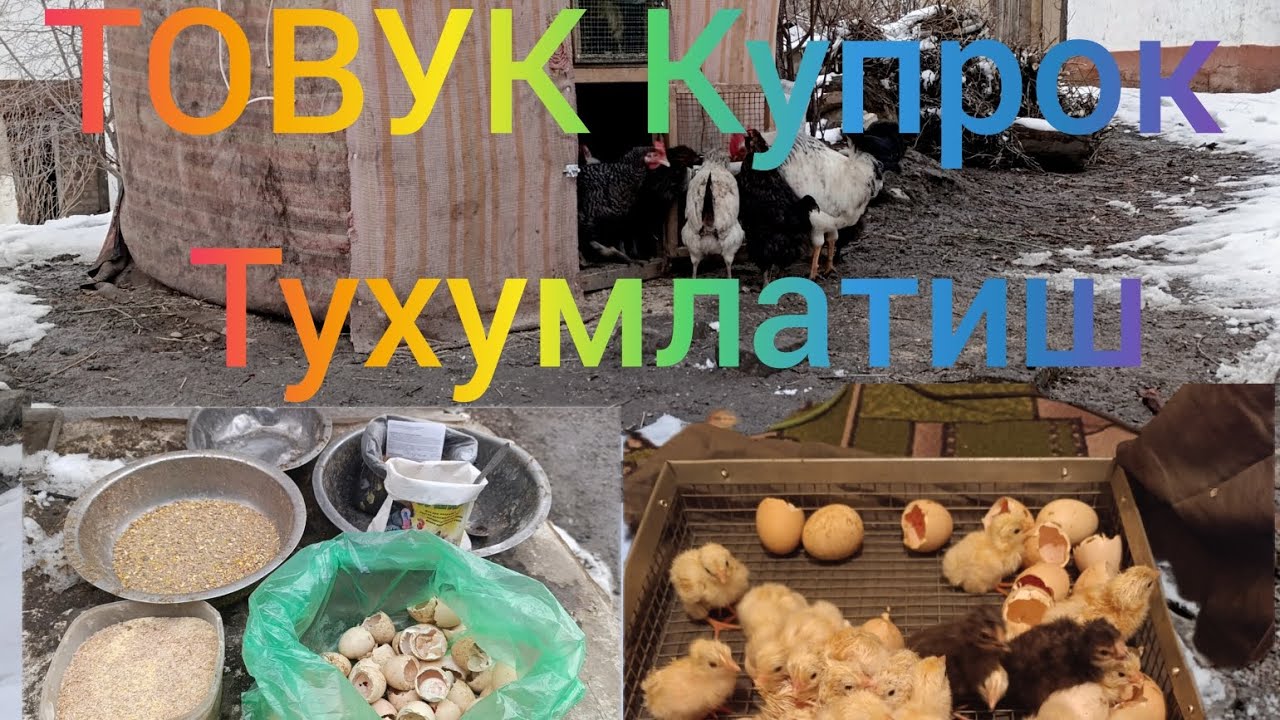 Товук Купрок Тухумлатиш Сирлари Курамиз Уй Шароитида Кунига Тухум Олиш