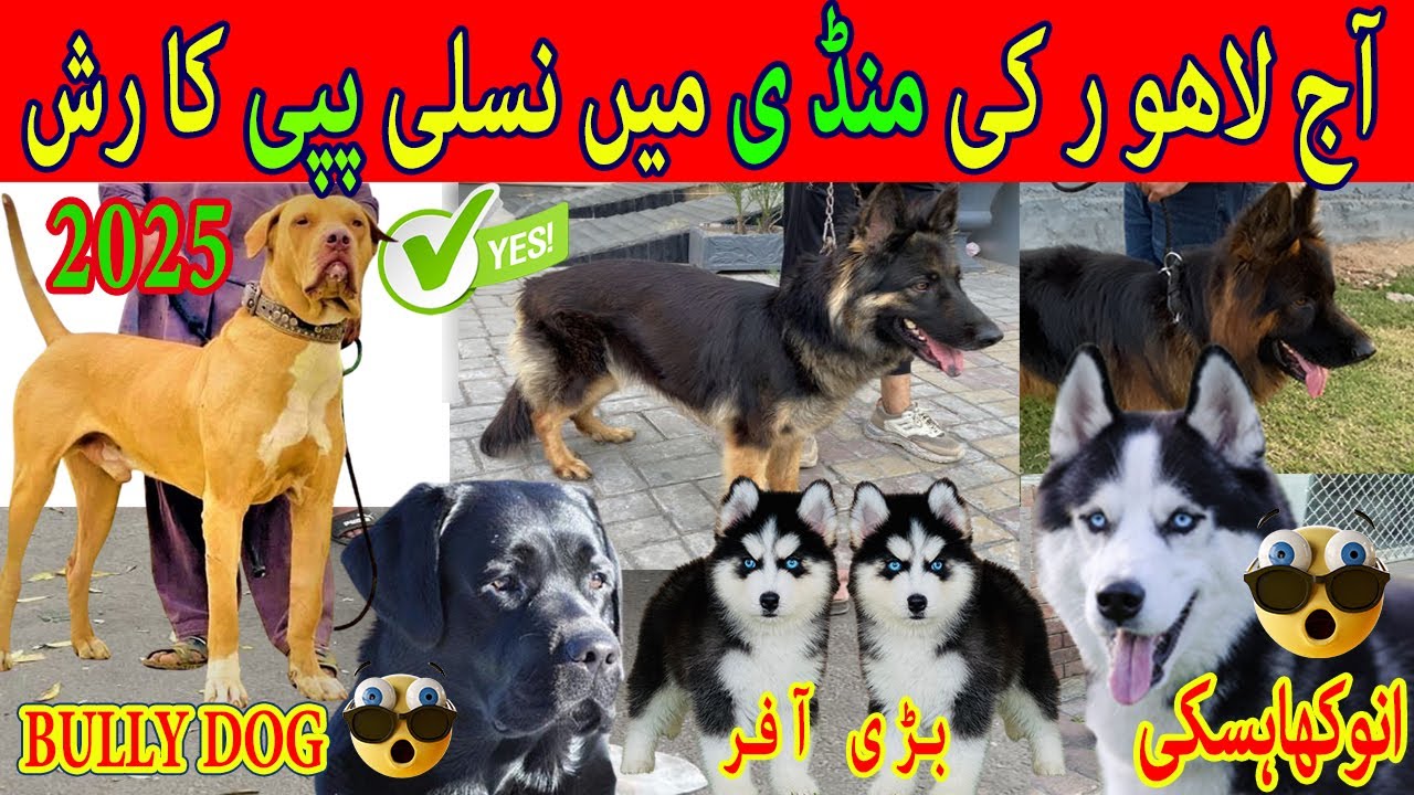 Lahore Sunday Dogs Market 15 JUNE | Tollinton Market Lahore | Special Dogs Market | Lahore | Multan