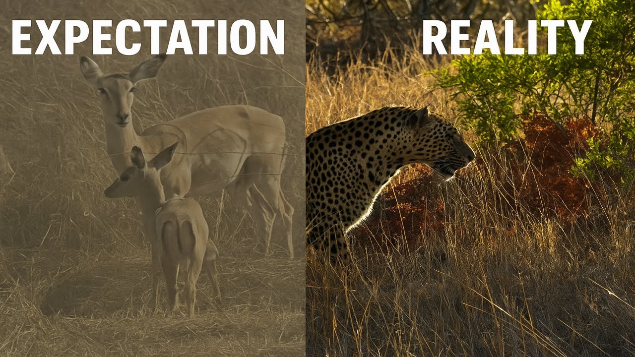Is Kruger National Park Worth The Hype? (Expectation vs Reality)