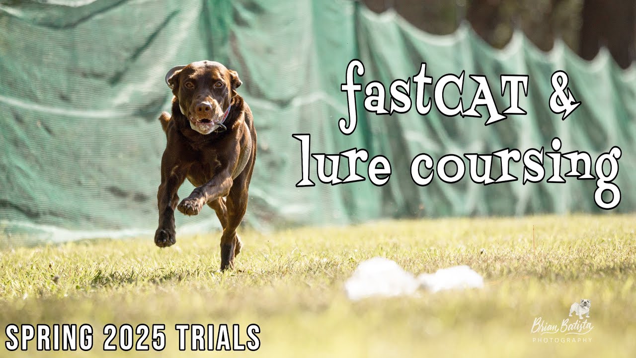 AKC FastCAT & Lure Coursing Ability - April 2025 Trials