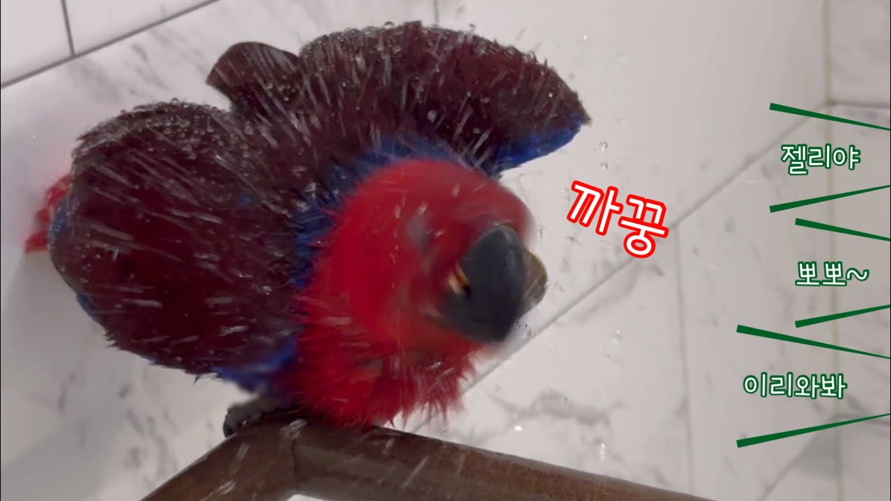[지구젤리/쫑알] 목욕하는데 이렇게 떠드는 앵무새들은 너네밖에 없을거야