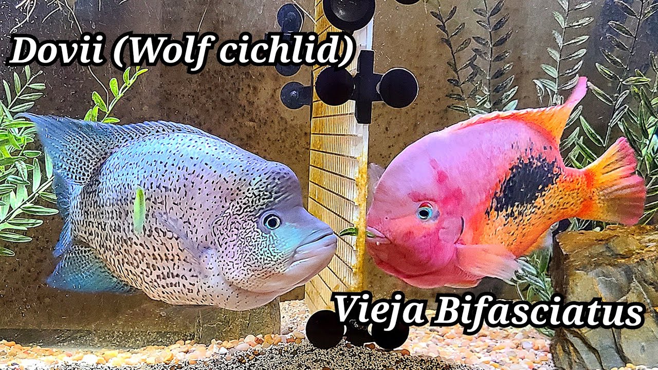 Parachromis Dovii (Wolf cichlid) And Vieja Bifasctiatus