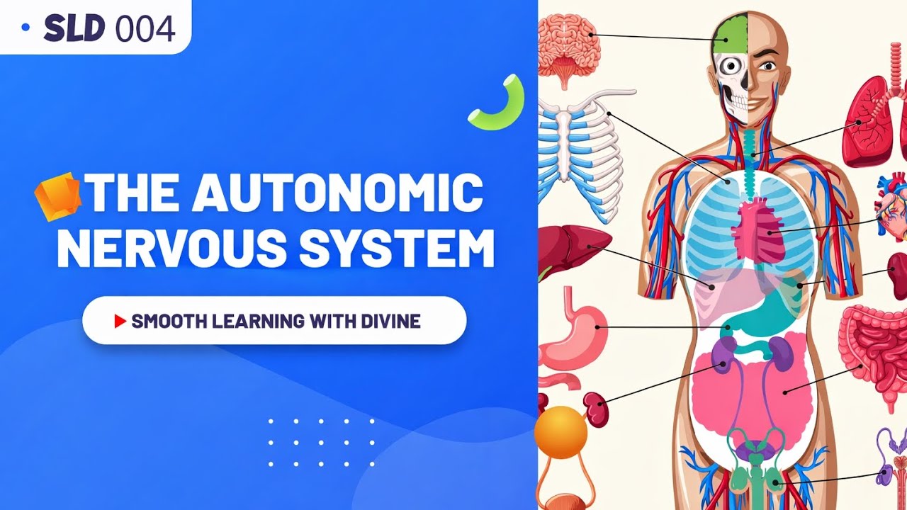 Autonomic Nervous System Explained | Sympathetic vs Parasympathetic (Schematic Diagram)
