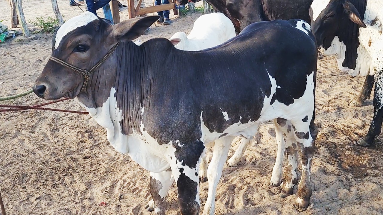 FEIRA DO GADO EM CRUZES-PE   16-03-2026 #nordeste