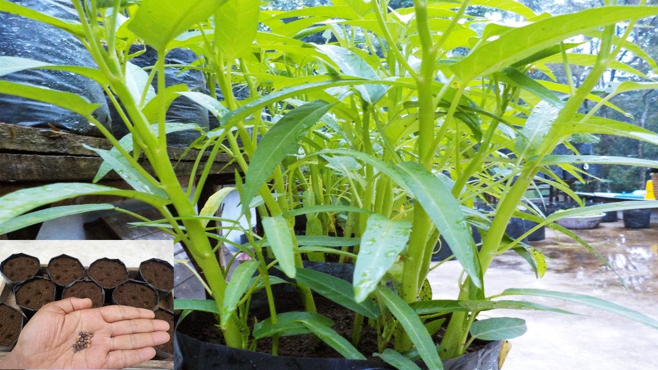 menanam kangkung di dalam polybag sampai panen untuk sekala rumahan