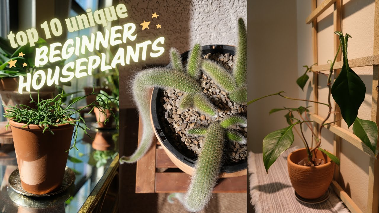 10 Must Have Unique Houseplants for Beginners