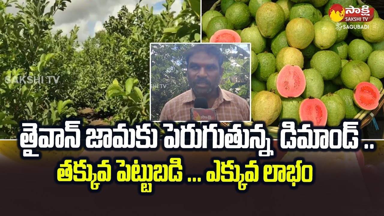 Full Demand for Taiwan Guava | Taiwan Guava Farming in Telugu @SakshiTVSagubadi